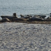 Seehunde auf der Duene. Ein ganz normales Bild auf Helgoland.