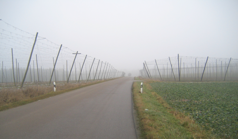 Weite Wege und ueberall Hopfenfelder - das Typische Bild auf der Tour